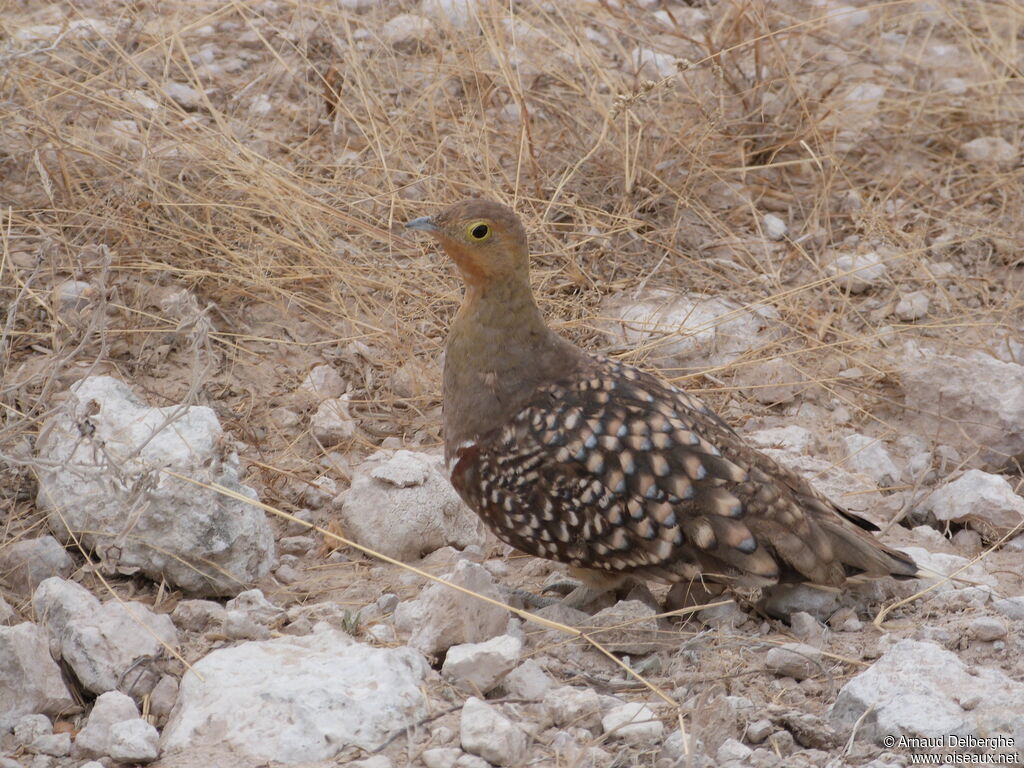 Namaqua Sandgrouse male