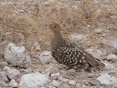 Namaqua Sandgrouse