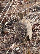 Four-banded Sandgrouse