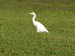 Eastern Cattle Egret