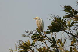 Eastern Cattle Egret