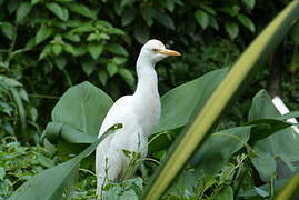 Eastern Cattle Egret