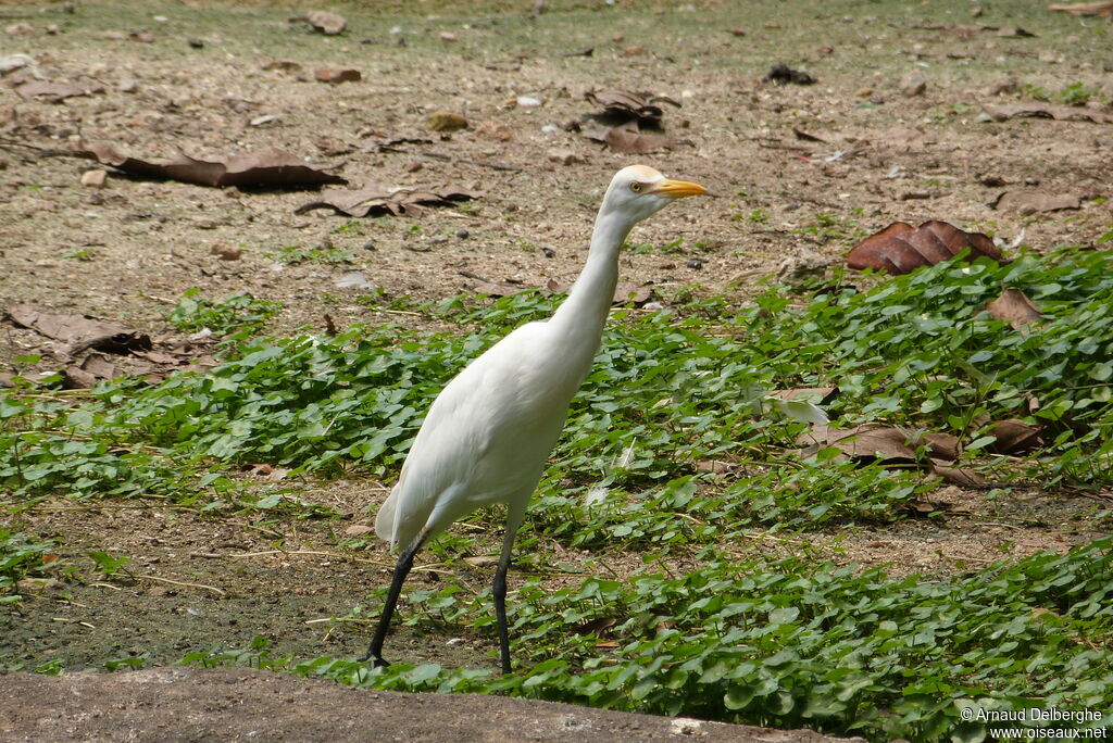 Eastern Cattle Egret