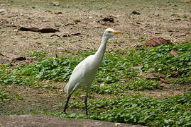 Eastern Cattle Egret