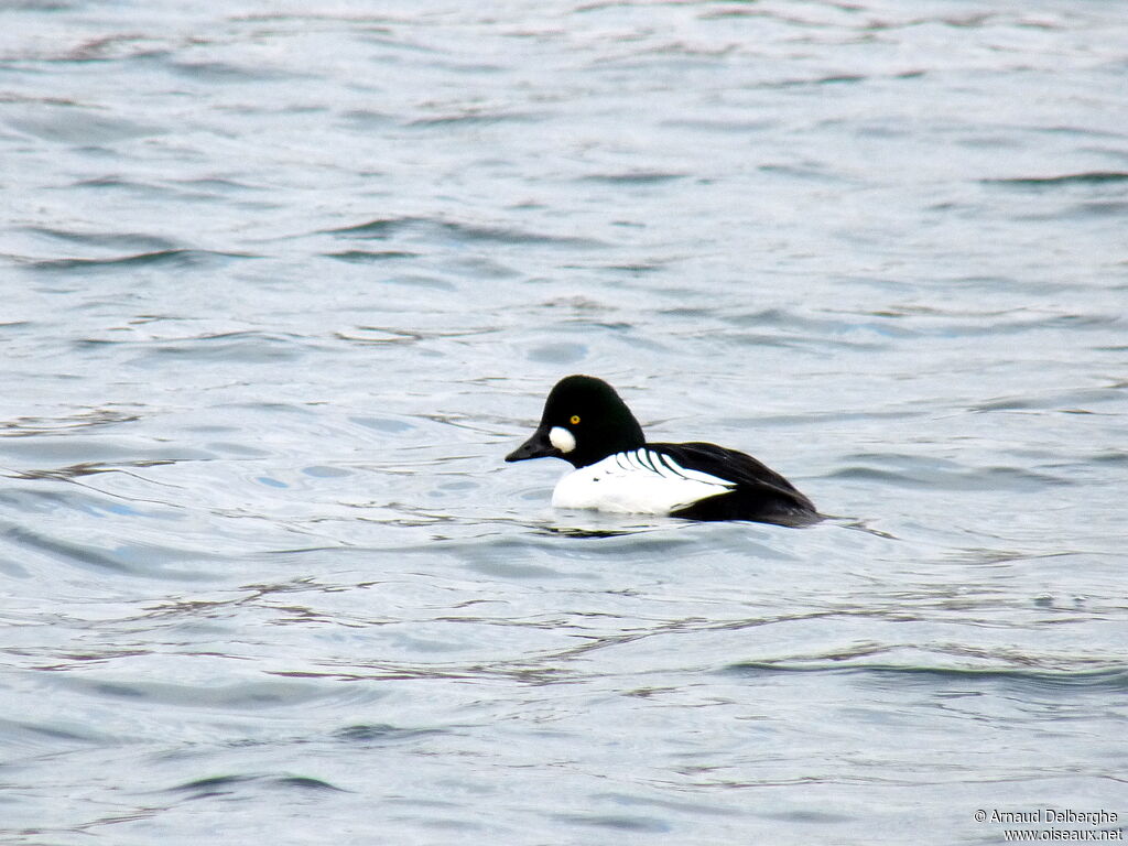 Common Goldeneye