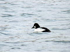 Common Goldeneye