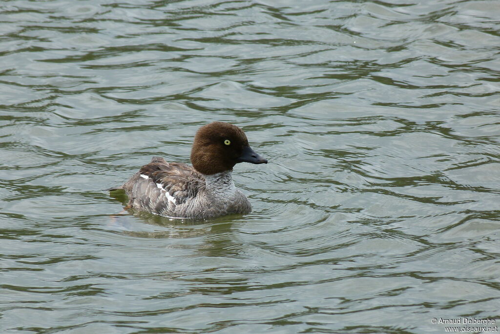 Common Goldeneye female