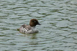 Common Goldeneye