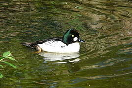 Common Goldeneye