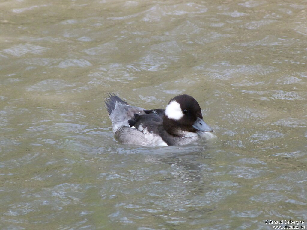 Bufflehead