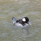 Garrot albéole