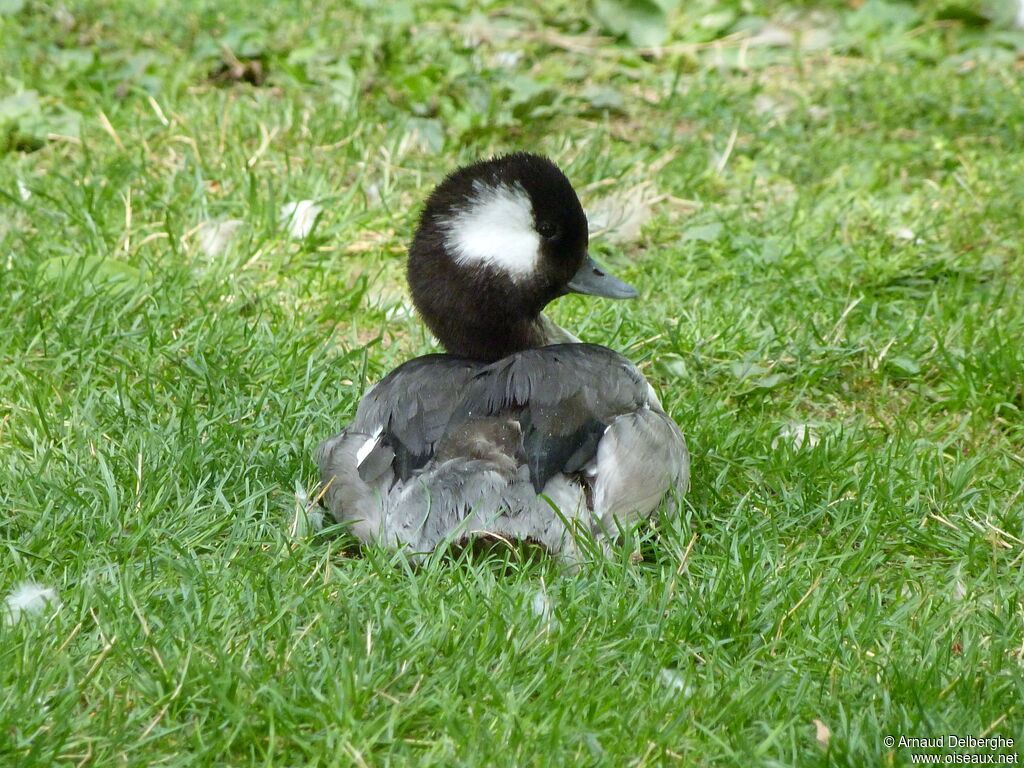 Bufflehead