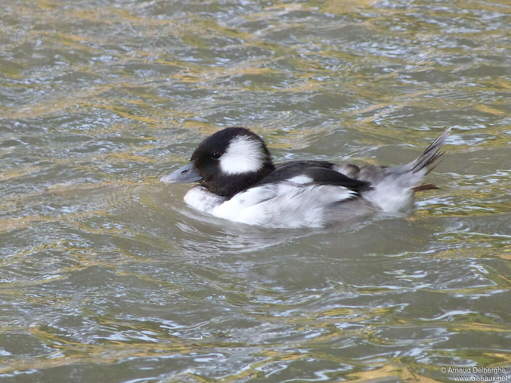 Bufflehead