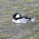 Garrot albéole