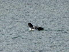 Barrow's Goldeneye