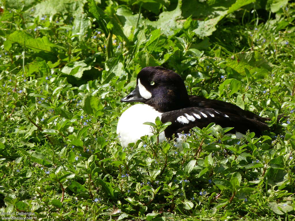 Barrow's Goldeneye male adult, close-up portrait