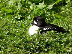 Barrow's Goldeneye