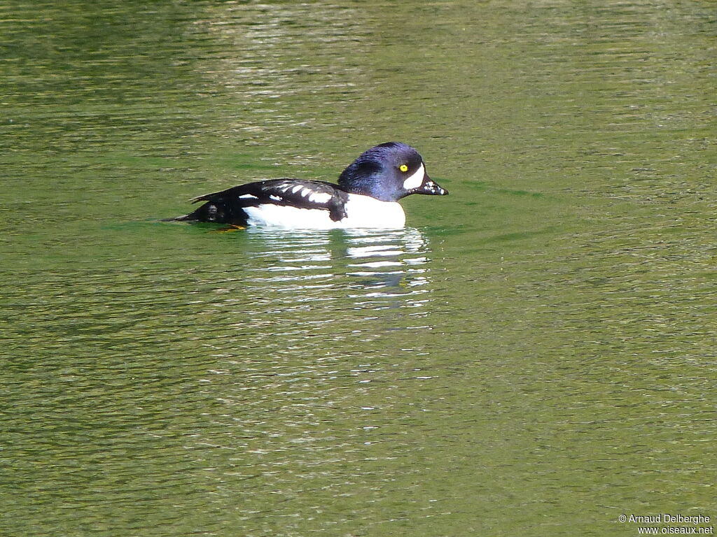 Barrow's Goldeneye