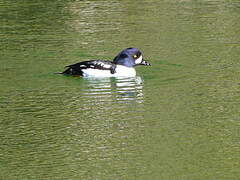 Barrow's Goldeneye