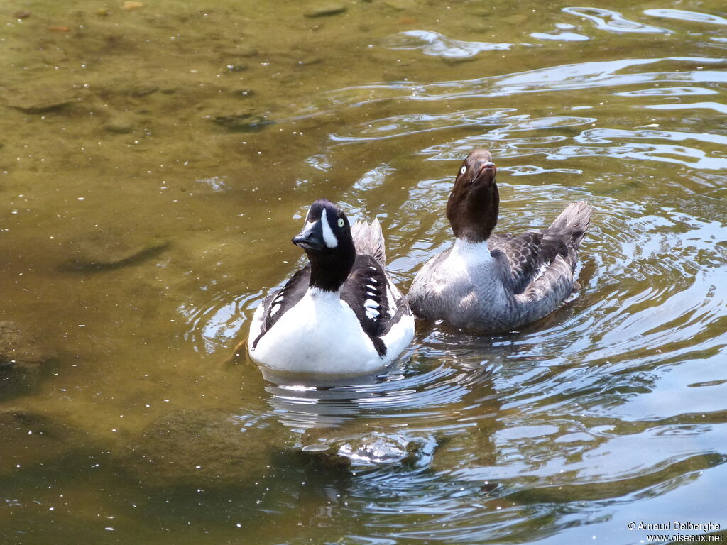 Barrow's Goldeneye