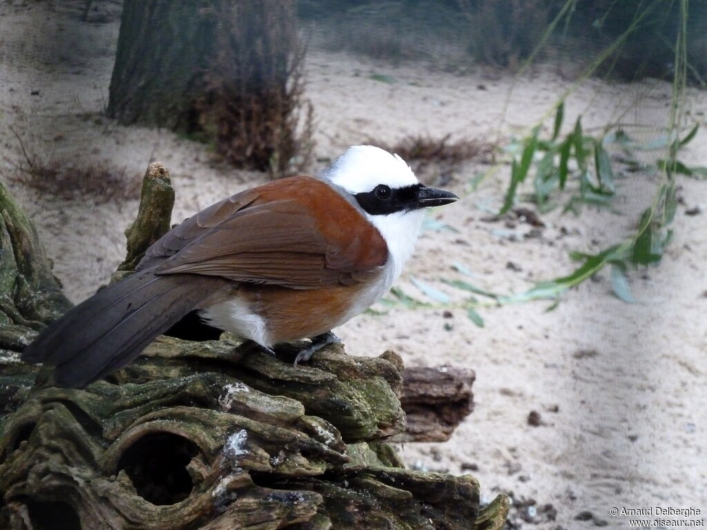 White-crested Laughingthrush