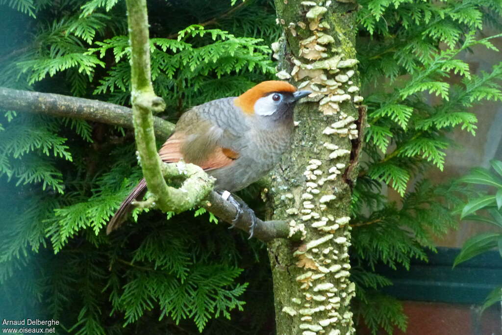 Rufous-vented Laughingthrush