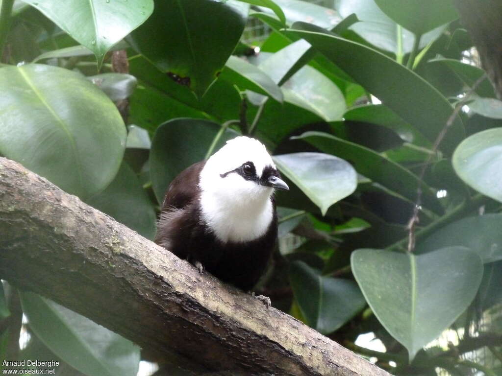 Sumatran Laughingthrush, close-up portrait