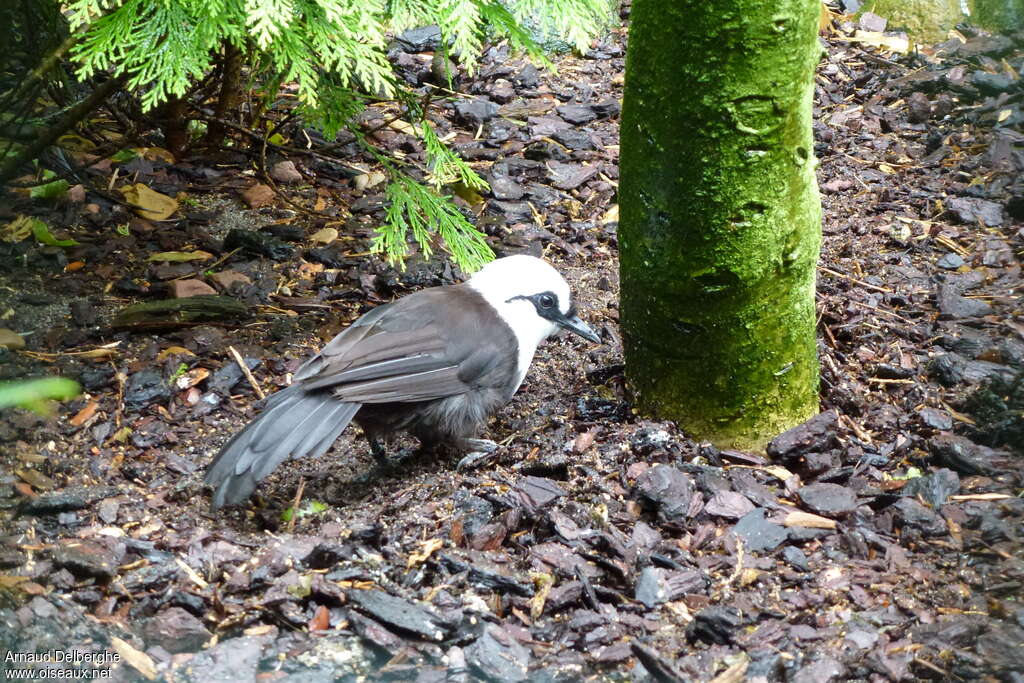 Garrulaxe bicoloreadulte, identification