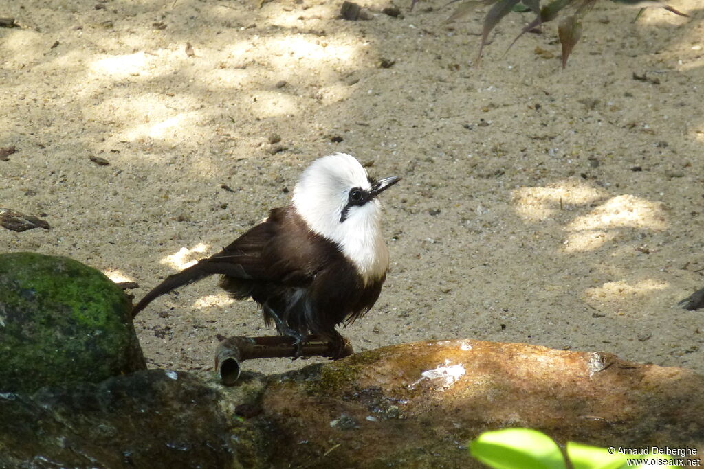 Sumatran Laughingthrush, close-up portrait