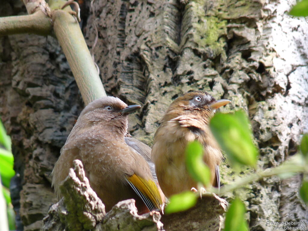 Elliot's Laughingthrush