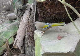 Elliot's Laughingthrush