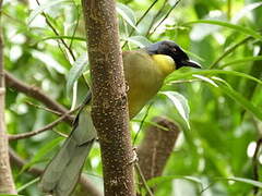 Blue-crowned Laughingthrush