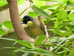 Blue-crowned Laughingthrush