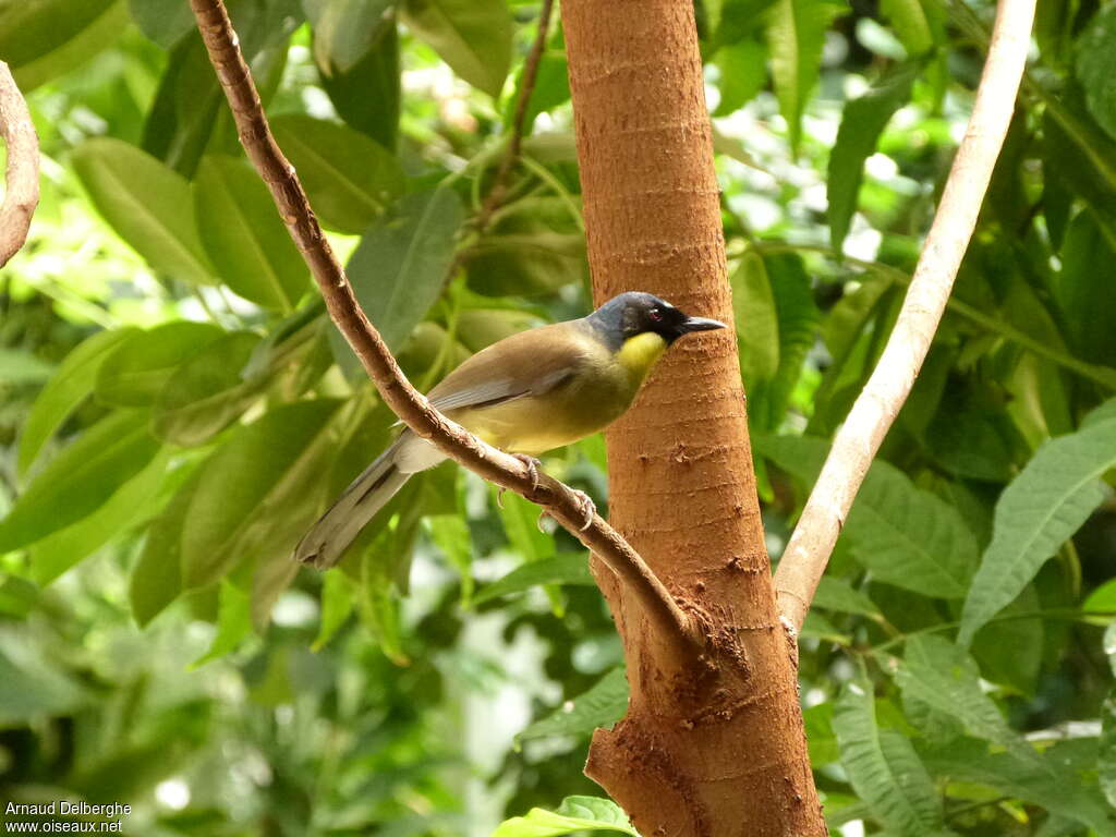 Blue-crowned Laughingthrushadult, identification