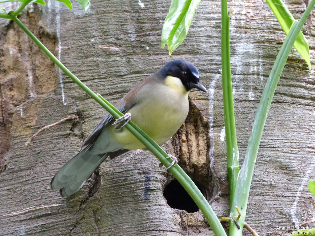 Blue-crowned Laughingthrush