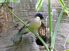 Blue-crowned Laughingthrush