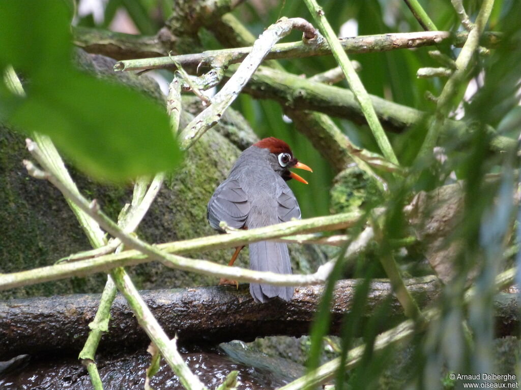 Chestnut-capped Laughingthrush