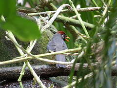 Chestnut-capped Laughingthrush