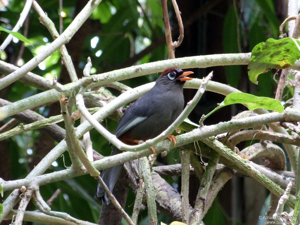 Chestnut-capped Laughingthrush