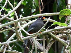 Chestnut-capped Laughingthrush