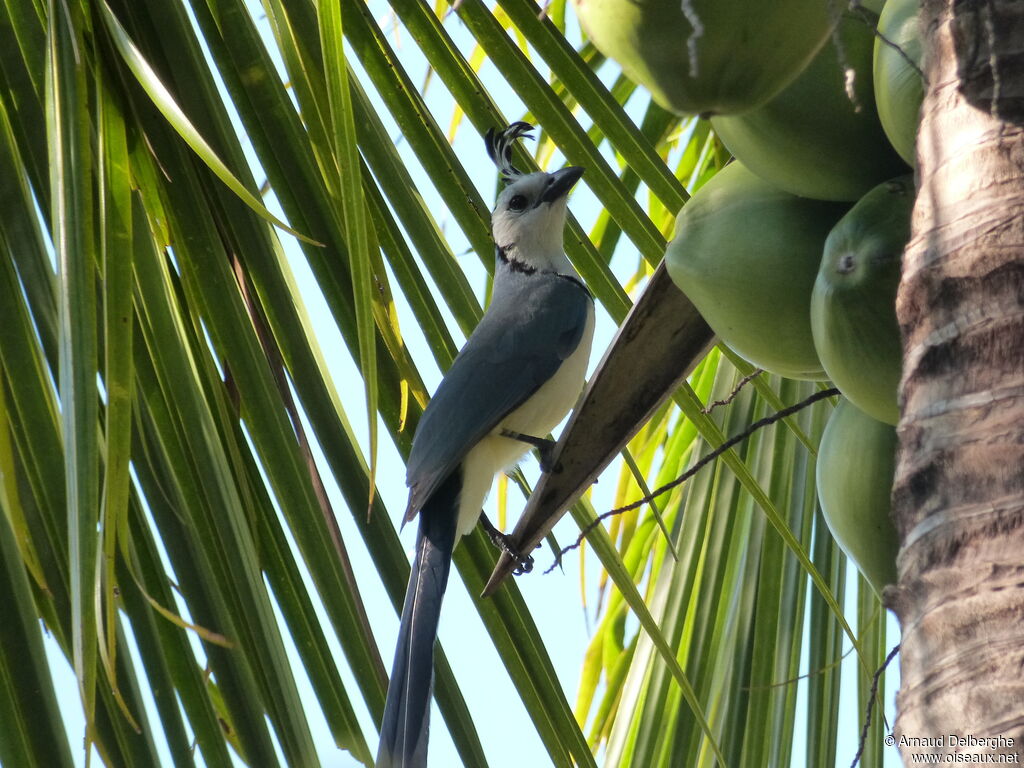 White-throated Magpie-Jay