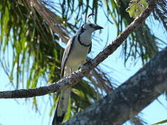 White-throated Magpie-Jay