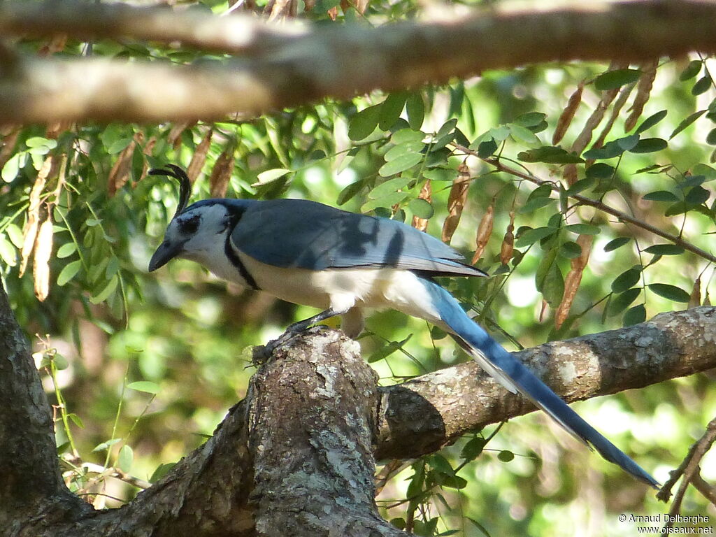 White-throated Magpie-Jay