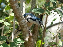 White-throated Magpie-Jay