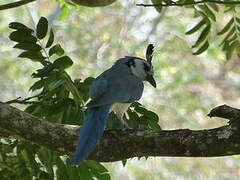 White-throated Magpie-Jay