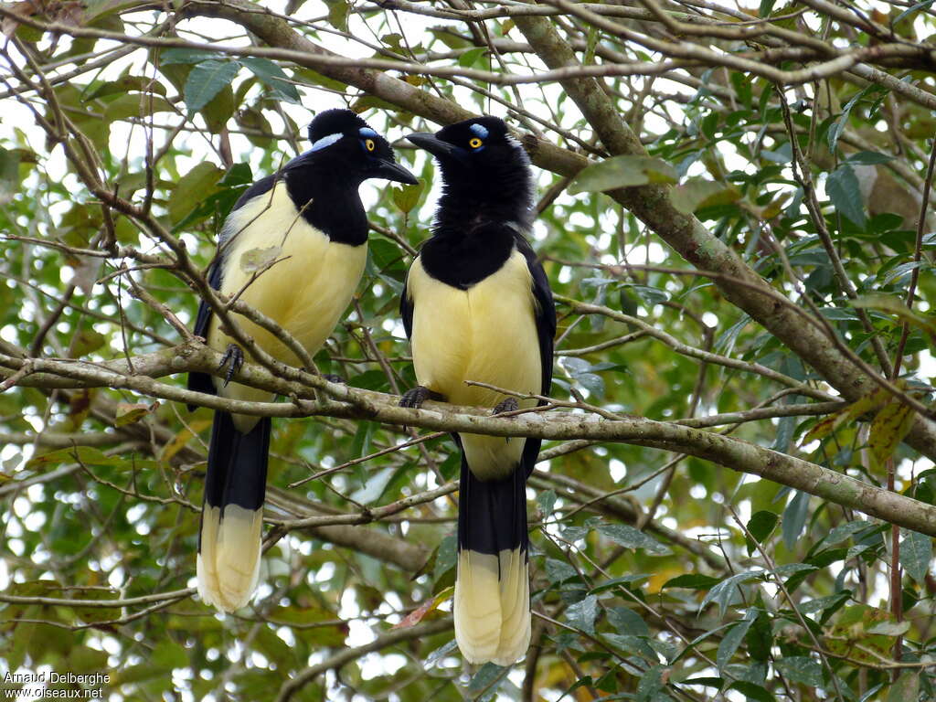 Plush-crested Jayadult, Behaviour