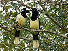 Plush-crested Jay