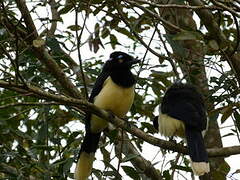 Plush-crested Jay