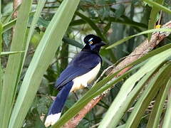 Plush-crested Jay