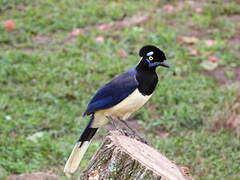 Plush-crested Jay